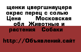 щенки цвергшнауцера окрас перец с солью › Цена ­ 1 - Московская обл. Животные и растения » Собаки   